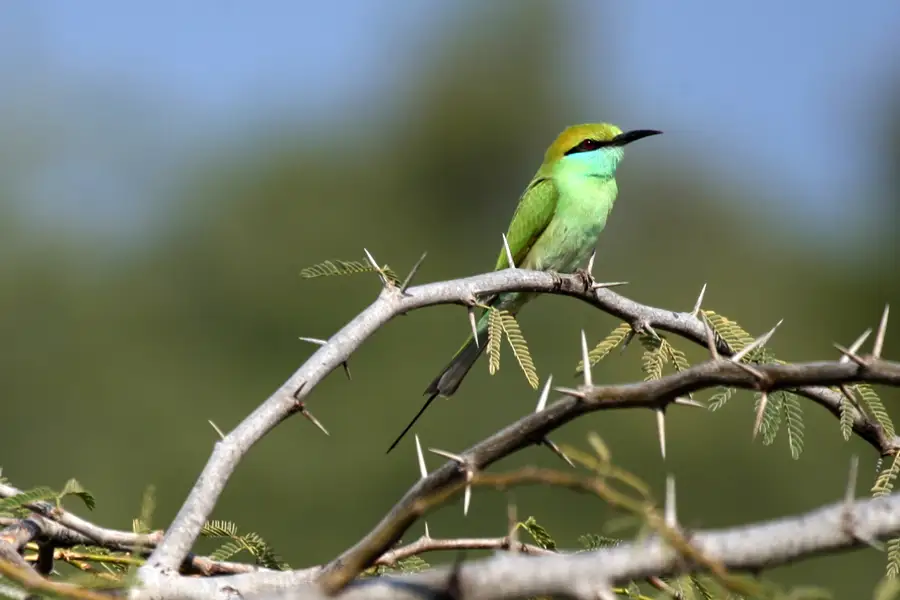 Kish Island for Birdwatchers