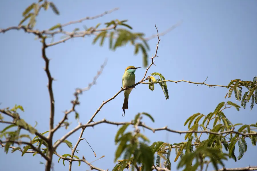 Kish Island for Birdwatchers